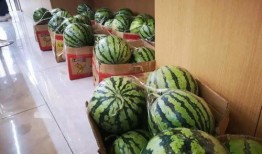 文安吃瓜直播间网红,网红们的欢乐盛宴